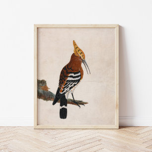 Common Hoopoe   William Lewin Poster