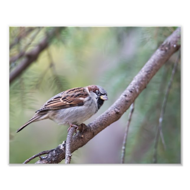 Common House Sparrow in Tree Photography Print (Front)