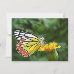 Common Jezebel Butterfly on a Yellow Wildflower Postcard
