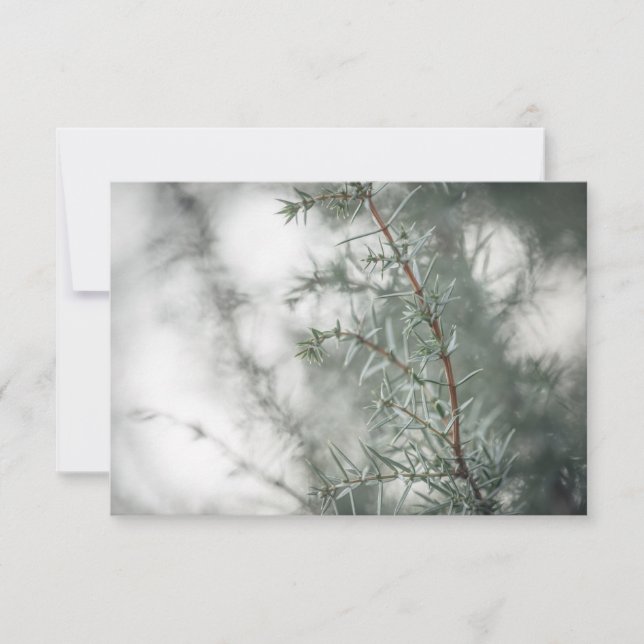 Common Juniper Nature Photograph (Front)
