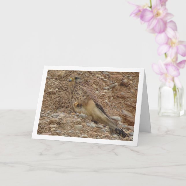 Common Kestrel Bird, Falco Tinnunculus Card (Orchid)