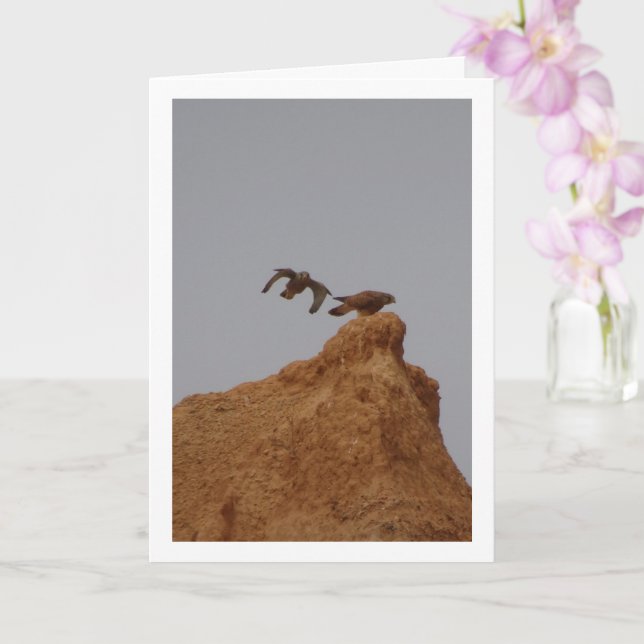 Common Kestrel Birds, Falco Tinnunculus Card (Orchid)