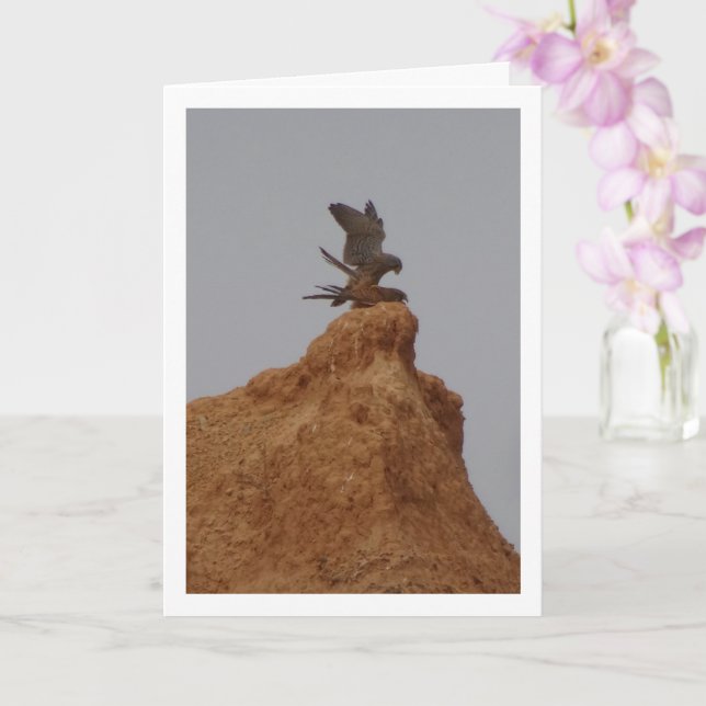 Common Kestrel Birds Mating, Falco Tinnunculus Car Card (Orchid)
