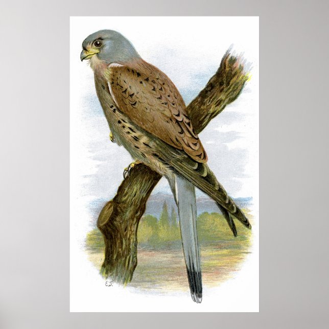 Common Kestrel - Falco tinnunculus Poster (Front)