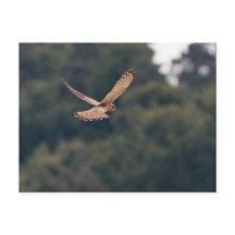 Common Kestrel hovering in search of prey