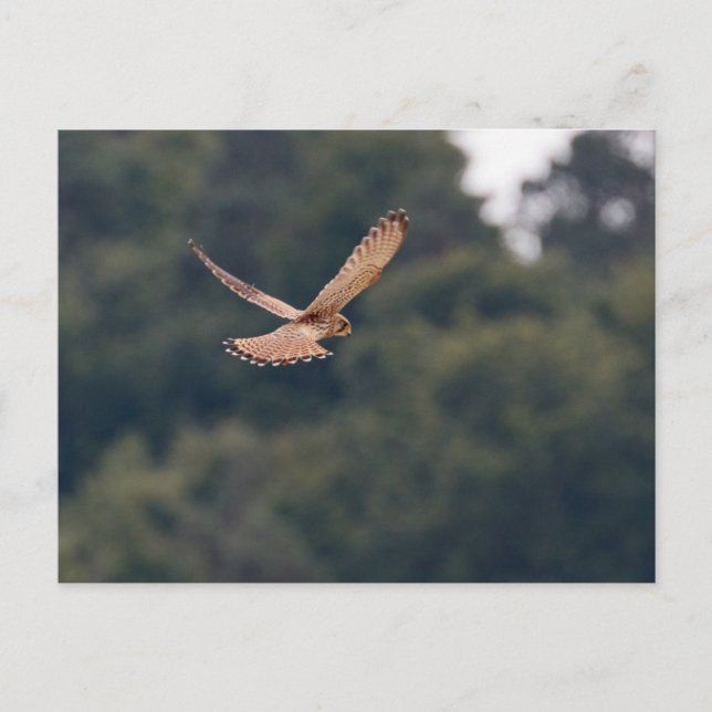 Common Kestrel hovering in search of prey Postcard (Front)