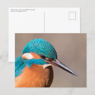 Common Kingfisher Nature Photo Postcard