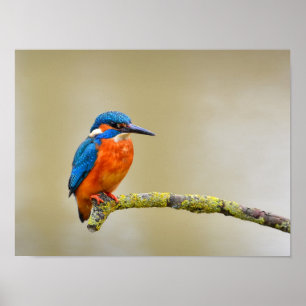 Common Kingfisher on a Branch Poster