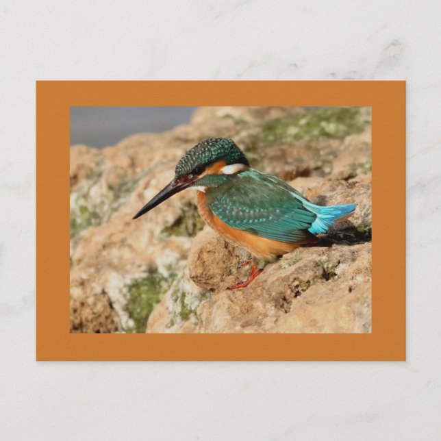 Common Kingfisher Postcard (Front)