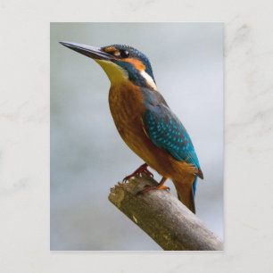 Common Kingfisher Postcard
