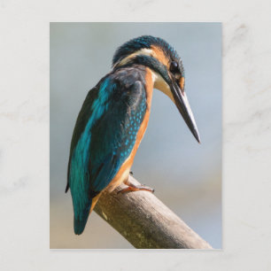 Common Kingfisher Postcard