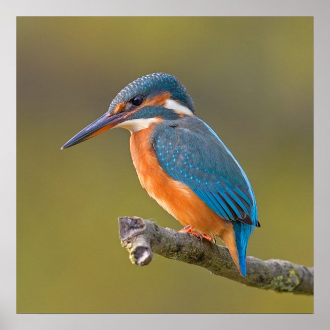 Common Kingfisher Poster (Front)