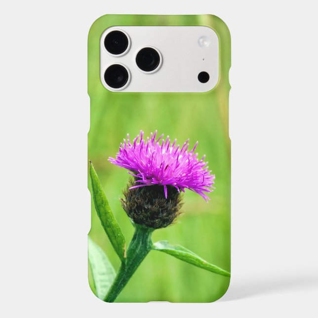 Common Knapweed  (Back)