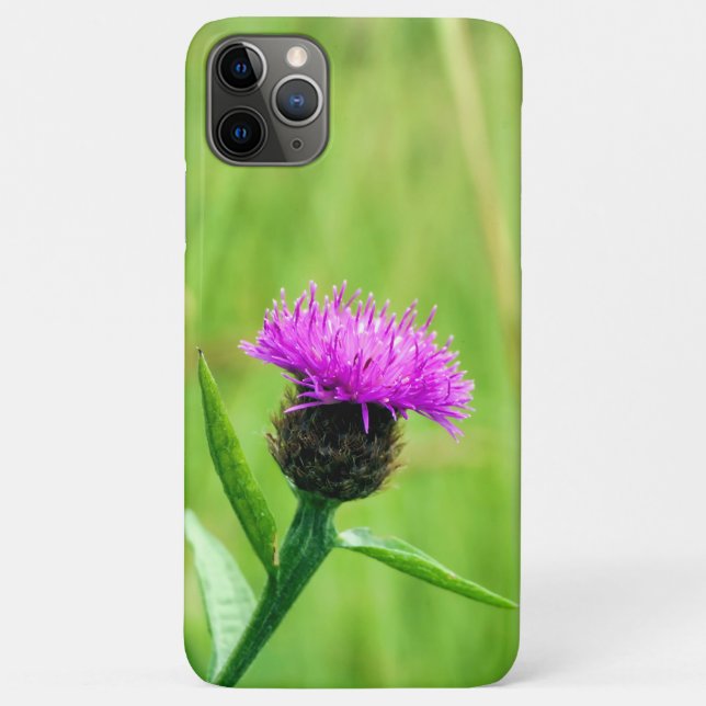 Common Knapweed  Case-Mate iPhone Case (Back)