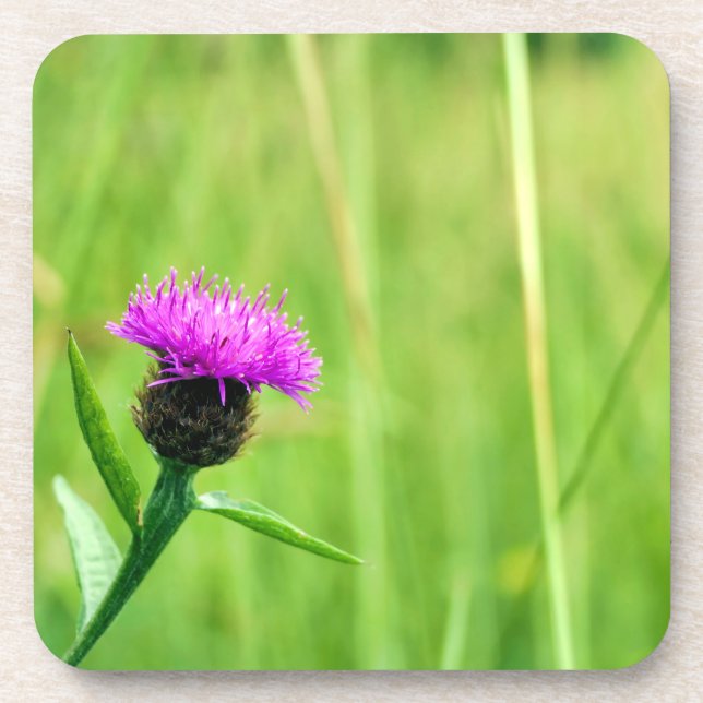 Common Knapweed  Coaster (Front)