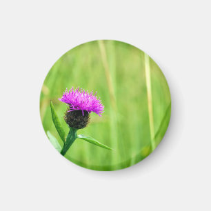 Common Knapweed Magnet