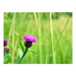 Common Knapweed Photo Print