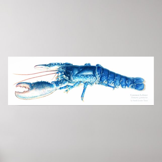 Common lobster blue watercolor fine art print (Front)