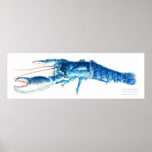 Common lobster blue watercolour art print large