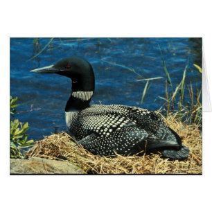 Common Loon