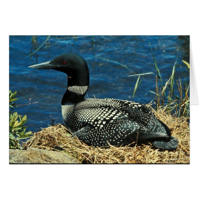 Common Loon (Front Horizontal)