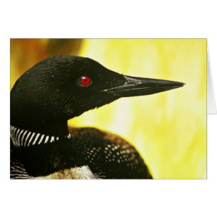 Common Loon