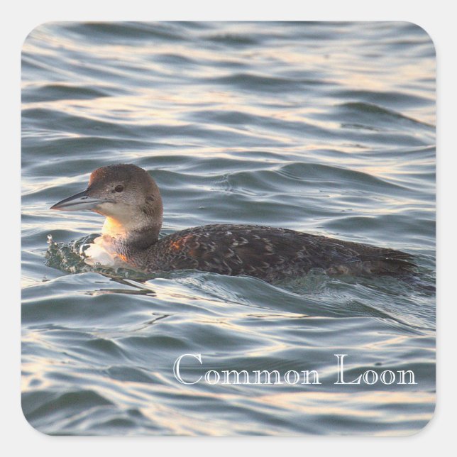 Common Loon Bird Stickers (Front)