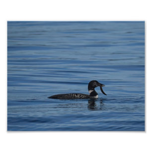 Common Loon, Guemes Island, WA Photo Print