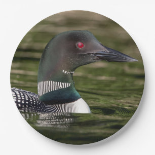 Common Loon on Jabe Pond Paper Plate