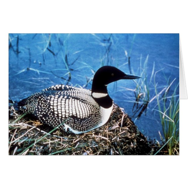 Common Loon on Nest (Front Horizontal)
