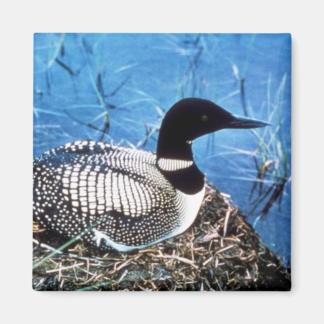 Common Loon on Nest Magnet (Front)