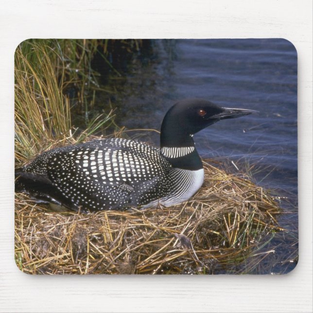 Common Loon on nest Mouse Pad (Front)