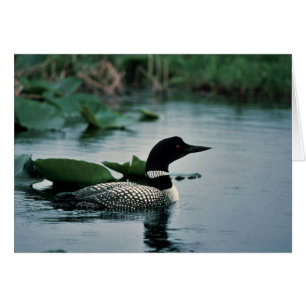 Common Loon on Water