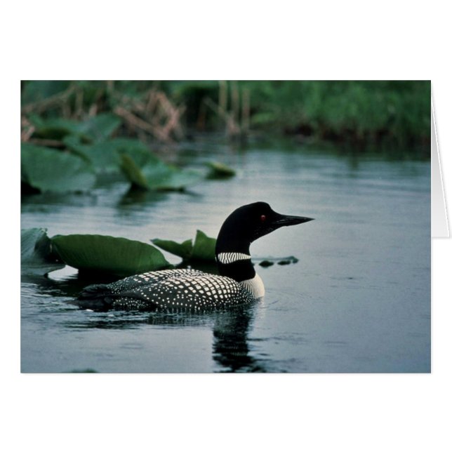 Common Loon on Water (Front Horizontal)