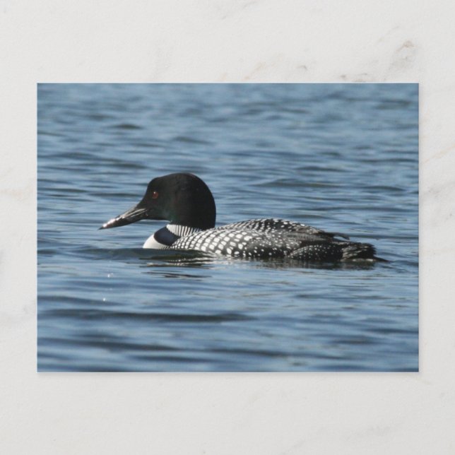 Common Loon Postcard (Front)