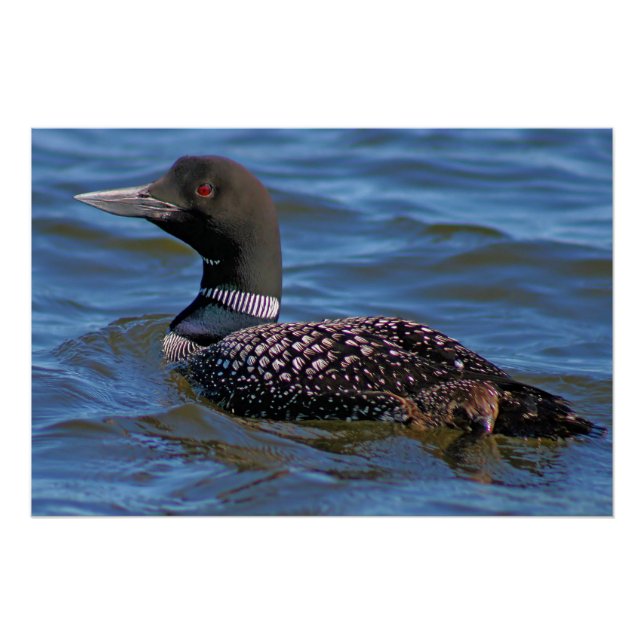 Common Loon Poster (Front)