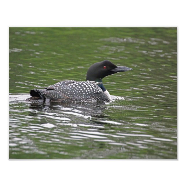 Common Loon Wildlife Photo Print (Front)