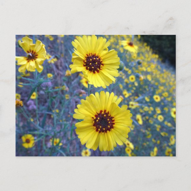 Common Madia Flowers at Sequoia National Park Postcard (Front)
