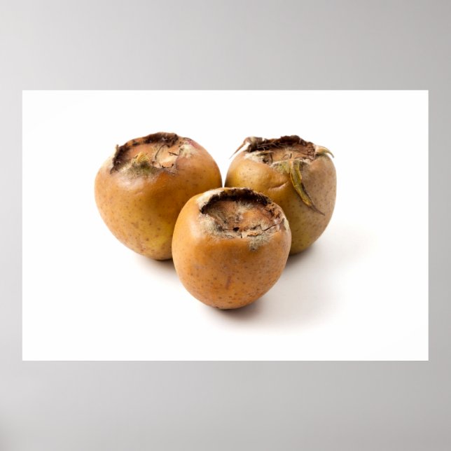 Common medlar poster (Front)