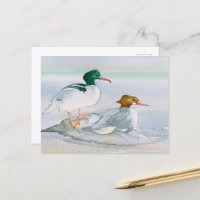 Common Merganser Goosander Bird Duck Postcard