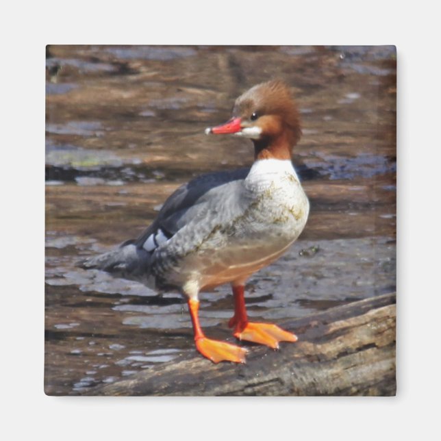 Common Merganser Magnet (Front)