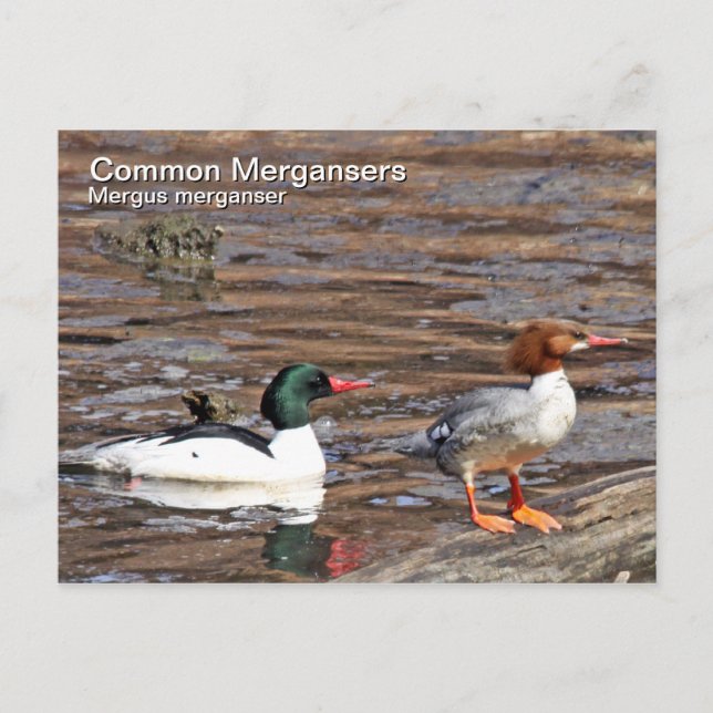 Common Merganser Postcard (Front)