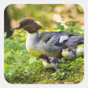 Common Merganser With Chicks Square Sticker