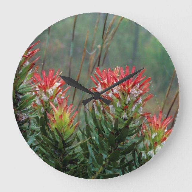 Common Mimetes (Mimetes Cucullatus) Large Clock (Front)