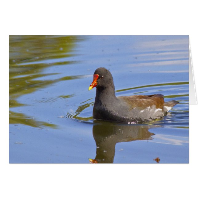 Common Moorhen (Front Horizontal)