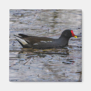Common moorhen magnet