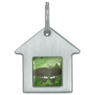 Common Mormon Butterfly Pet Tag