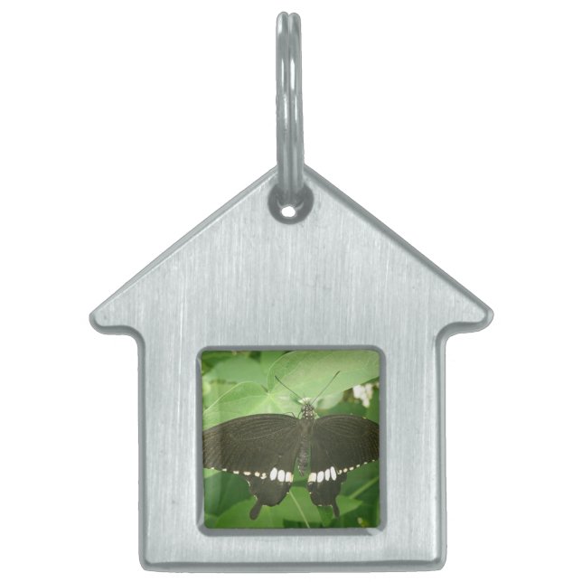 Common Mormon Butterfly Pet Tag (Front)