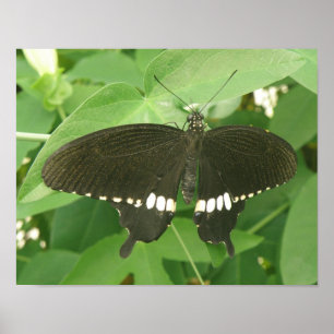 Common Mormon Butterfly Print