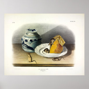 Common Mouse, House Mouse, Mus Musculus by Audubon Poster